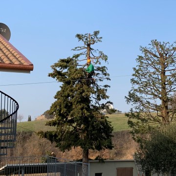 Lavori di potatura tree climbing