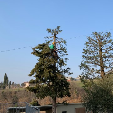 Lavori di potatura tree climbing