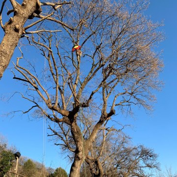 Lavori di potatura tree climbing