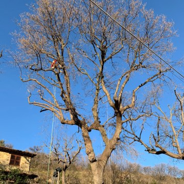 Lavori di potatura tree climbing