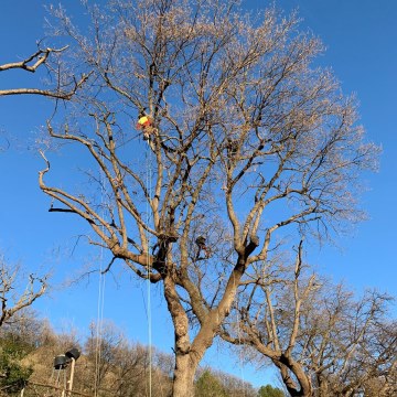 Lavori di potatura tree climbing