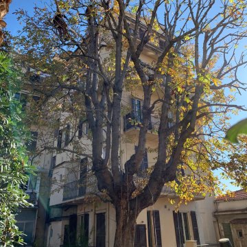 Lavori di potatura tree climbing