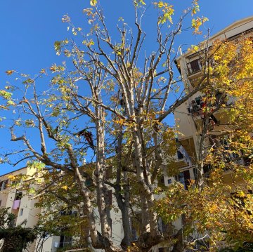 Lavori di potatura tree climbing