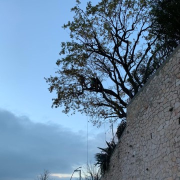 Lavori di potatura tree climbing