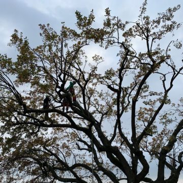 Lavori di potatura tree climbing