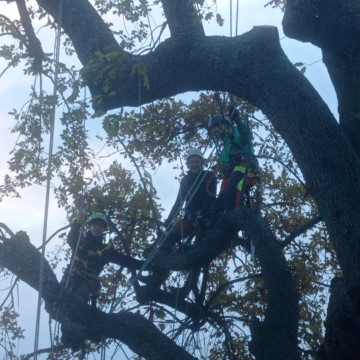 Lavori di potatura tree climbing