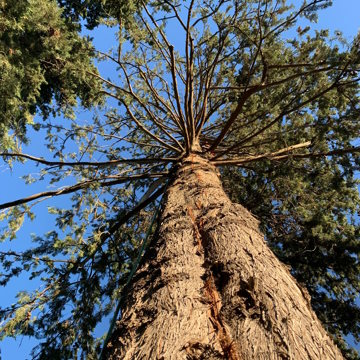 Lavori di potatura tree climbing