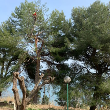 Lavori di potatura tree climbing